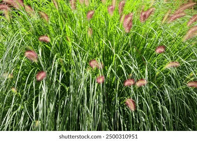 Pennisetum rose